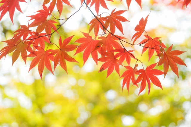 2016年11月・星座別占い～金運～
